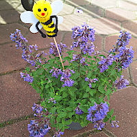 Unsere neue Mitarbeiterin Biene zeigt den Weg zu insektenfreundlichen Pflanzen.