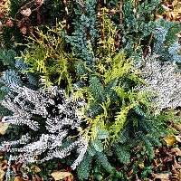 Grabpflege - Winterschmuck